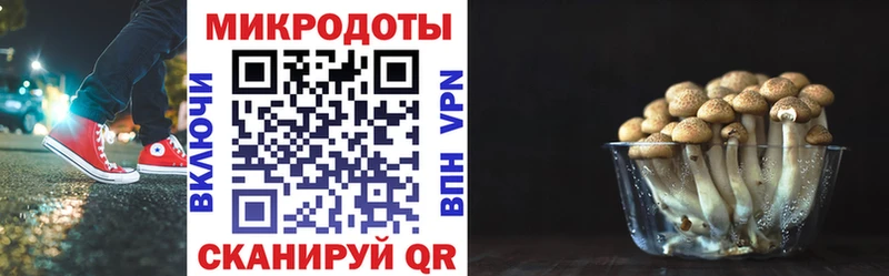 цена наркотик Малгобек Галлюциногенные грибы Psilocybe